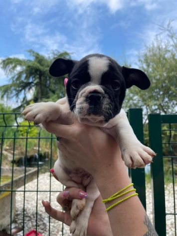 Cuccioli di Bouledogue Francese - Foto 4