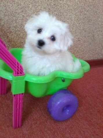 Amorevoli Maltesi toy - Foto 3