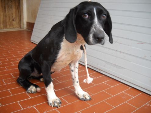 KETTY, giovane cagnolina docile ed affettuosa - Foto 4