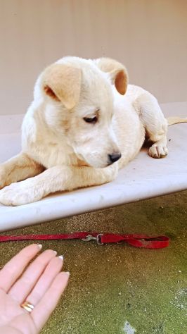 Regalo meravigliosi cuccioli incrocio labrador - Foto 2