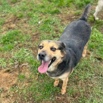 NICOLETTA CERCA SALVEZZA CANE IN ADOZIONE - Foto 2