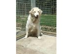 Mix maremmanina entrata in box 7anni fa a 4mesi..ci proviamo ad aiutarla!MARCHE