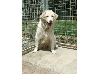 Mix maremmanina entrata in box 7anni fa a 4mesi..ci proviamo ad aiutarla!MARCHE