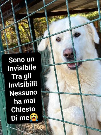 WHISKY CARATTERE ECCEZIONALE SALVATO DAL SUO AGUZZINO CERCA CASA CANE IN ADOZION - Foto 9