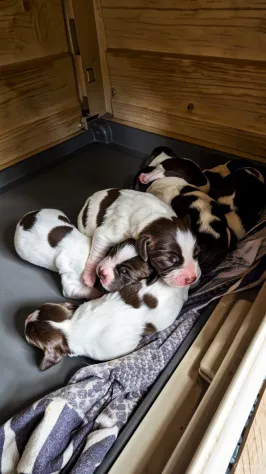 Cucciolata Springer Spaniel