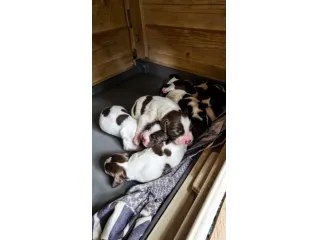 Cucciolata Springer Spaniel