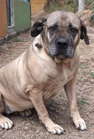 DEA CANE CORSO 5 ANNI - Foto 4