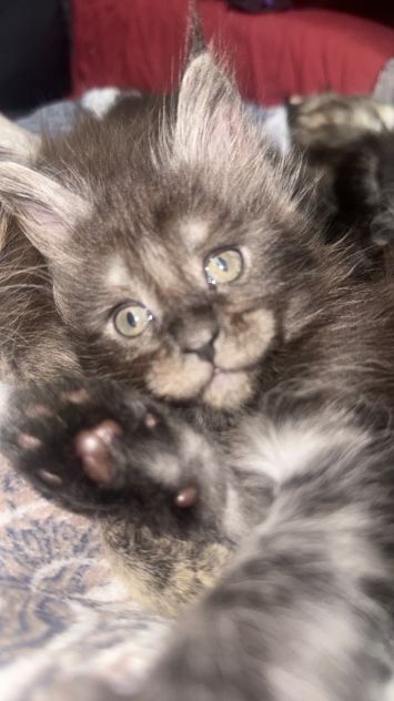 Maine Coon xxl AltaGenetica - Foto 8