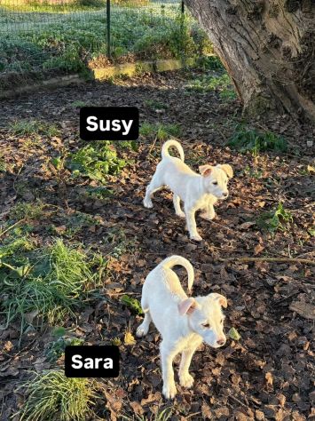 Cambiate il loro destino,  Mamma e cuccioli in adozione - Foto 5