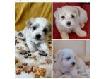 Cuccioli maltese