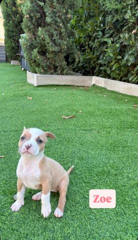 Cuccioli Amstaff - Foto 2