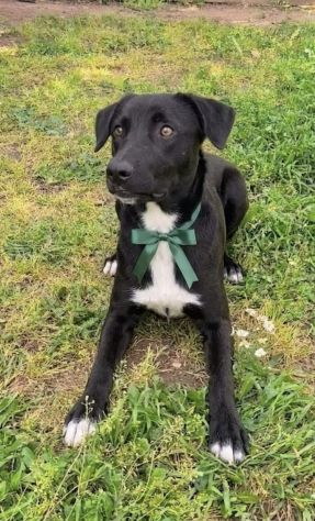 FINN cagnolino in adozione tg. medio piccola cerca una famiglia apri il suo box - Foto 3
