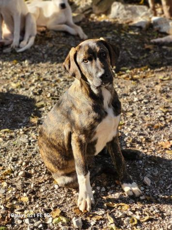 OLIVER E BRED CUCCIOLI IN ADOZIONE - Foto 2
