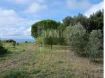 Terreno agricolo in vendita a Castellaccio - Livorno 6000 mq  Rif: 1354901