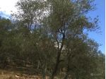 Terreno agricolo in vendita a Asciano - San Giuliano Terme 25000 mq  Rif: 1 &hellip;
