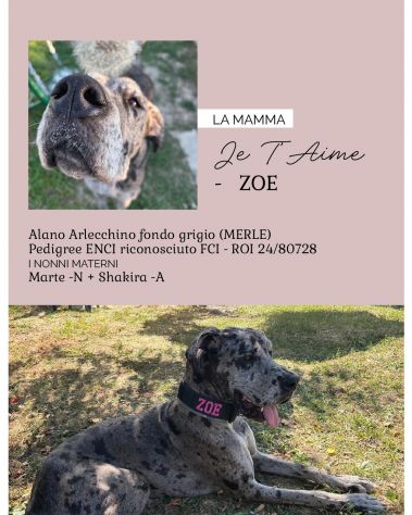 Disponibili Cuccioli selezionati Alano gigante - Foto 4