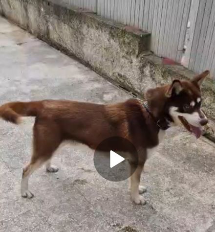 Siberian Husky 15mesi marrone splendido, viveva a catena CALABRIA URGENTE - Foto 7