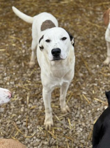BALINA, cucciola mix DOGO ARGENTINO. Tenerissima!! - Foto 3