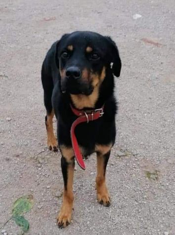Santiago meraviglioso mix rottweiler pastore - Foto 2