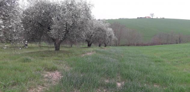 Rustico in vendita a Manciano 800 mq Rif: 1035606 - Foto 2