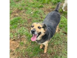 NICOLETTA CERCA SALVEZZA CANE IN ADOZIONE