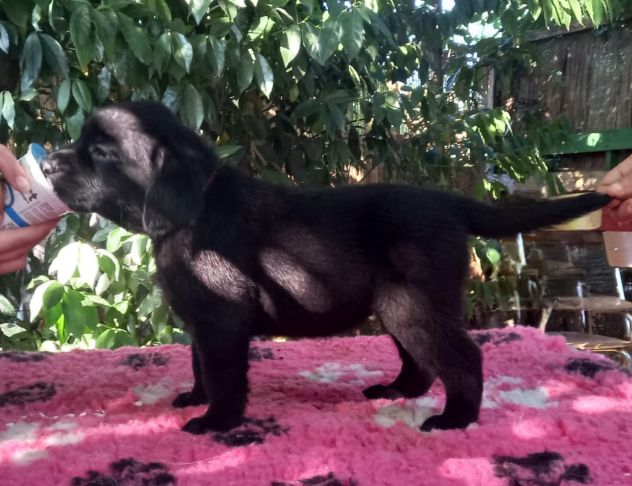 Disponibili cuccioli di labrador - Foto 7