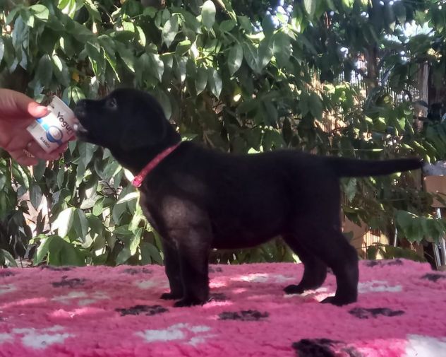 Disponibili cuccioli di labrador - Foto 6