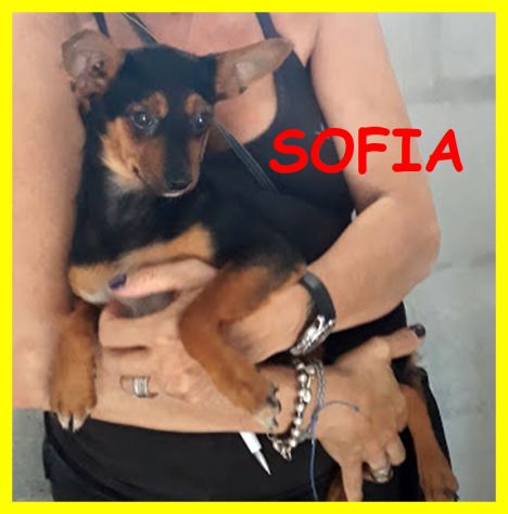 DOLCI CUCCIOLE ABBANDONATE E SPAVENTATE CERCANO CASA - Foto 5