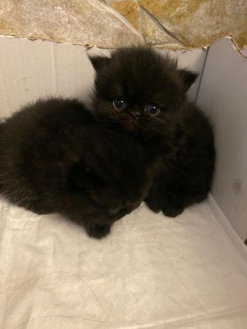 Cuccioli persiani exotic shorthair - Foto 3