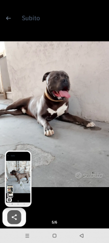 American bully
