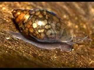 Lumache acquario Physa e Planorbarius, pulitori