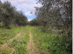 Albanella Terreno agricolo con uliveto