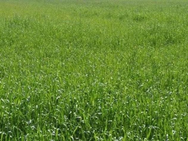 Terreno agricolo in vendita a Marina di Carrara - Carrara 1925 mq Rif: 1339256