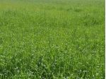 Terreno agricolo in vendita a Marina di Carrara - Carrara 1925 mq  Rif: 1339256