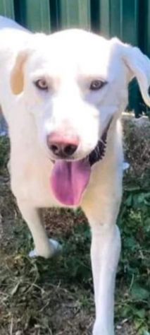 HOTSPOT GIOIOSO AFFETTUOSO SOCIEVOLE, CAGNOLINO IN ADOZIONE