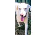 HOTSPOT GIOIOSO AFFETTUOSO SOCIEVOLE, CAGNOLINO IN ADOZIONE