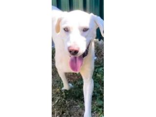 HOTSPOT GIOIOSO AFFETTUOSO SOCIEVOLE, CAGNOLINO IN ADOZIONE