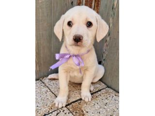 ADOTTIAMO LILLYBETH!