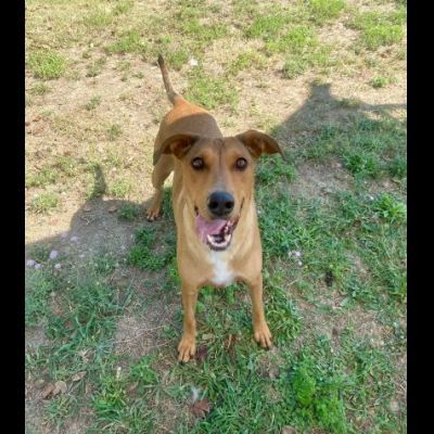 DOROTY gentile ed allegra cagnolina in adozione - Foto 9