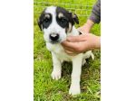 CUCCIOLI 5 MESI taglia media SONO IN CANILE