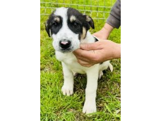 CUCCIOLI 5 MESI taglia media SONO IN CANILE