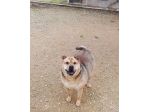 Margot, stupenda mix shar pei in adozione