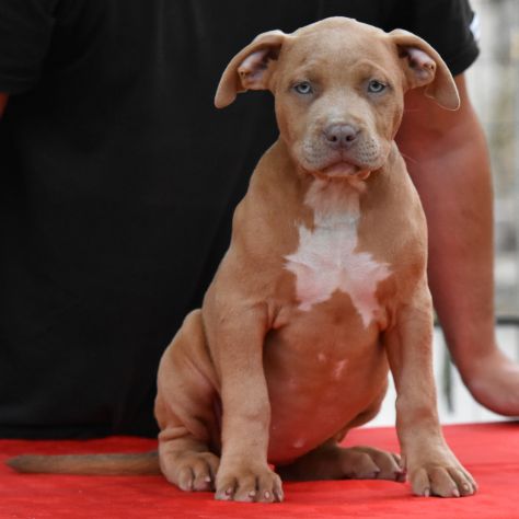 Cucciole di American Bully XL. - Foto 3