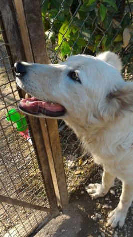 GIGIO, cucciolone buonissimo - Foto 3