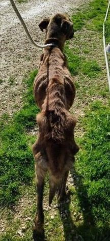 BALU' sui 6anni buono con tutti nonostante tutto!15kg - Foto 3