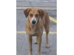 Livia 2anni kg 15 occhi azzurri DA SALVARE!!