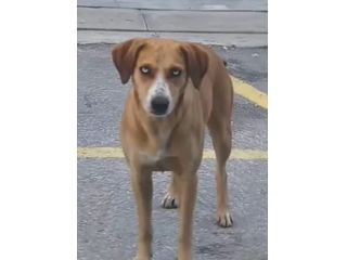 Livia 2anni kg 15 occhi azzurri DA SALVARE!!