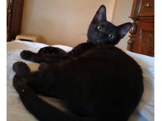 Pepe gattino