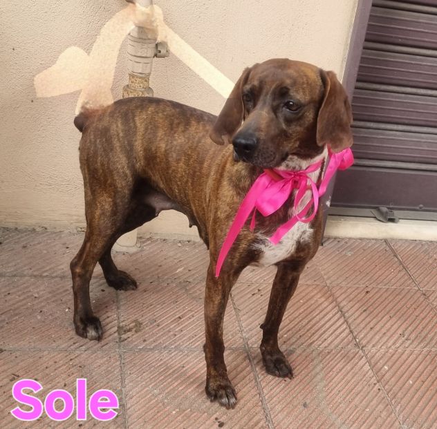 SOLE - Foto 9