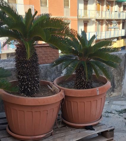 Cycas affare - Foto 2